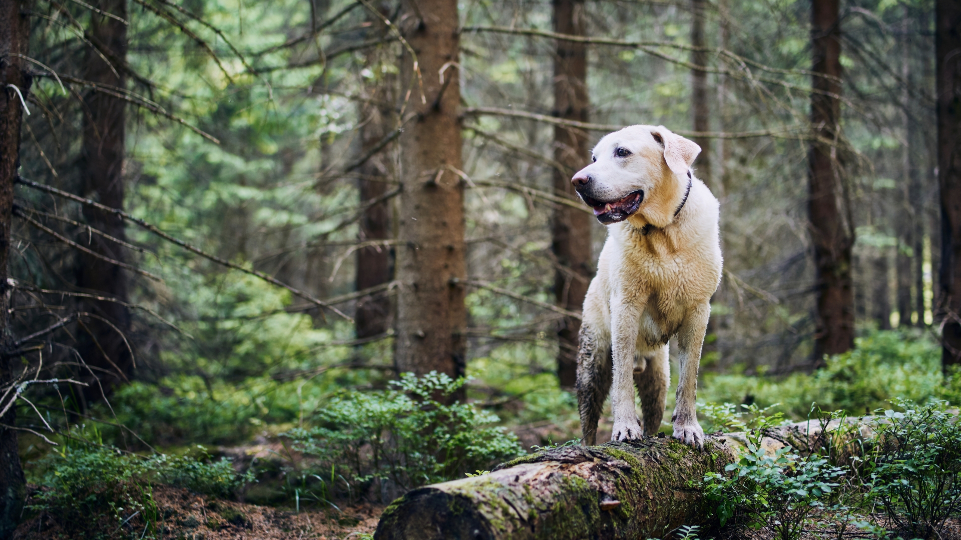 hundewandern_tannheimertal